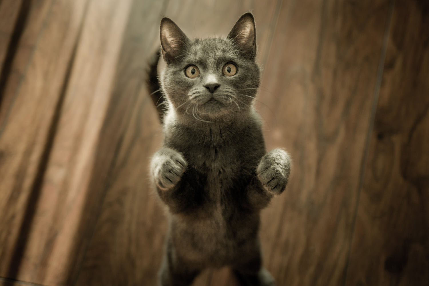 Grey cat with yellow eyes standing on his back paws