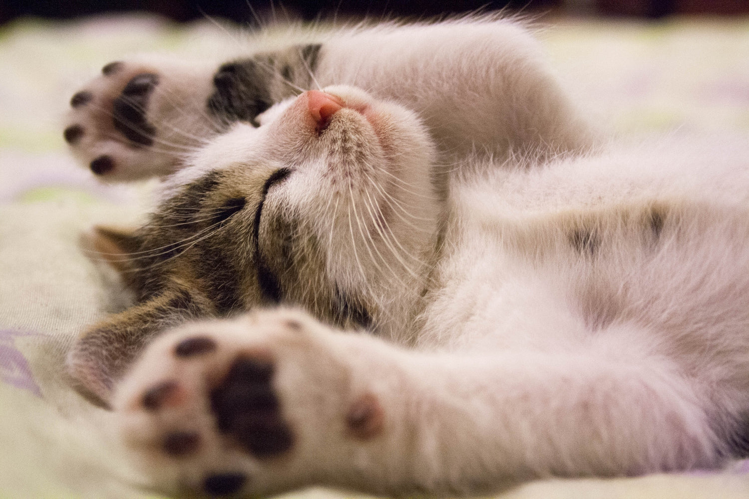 Kitten with its front paws wide laying on its back on a soft underground