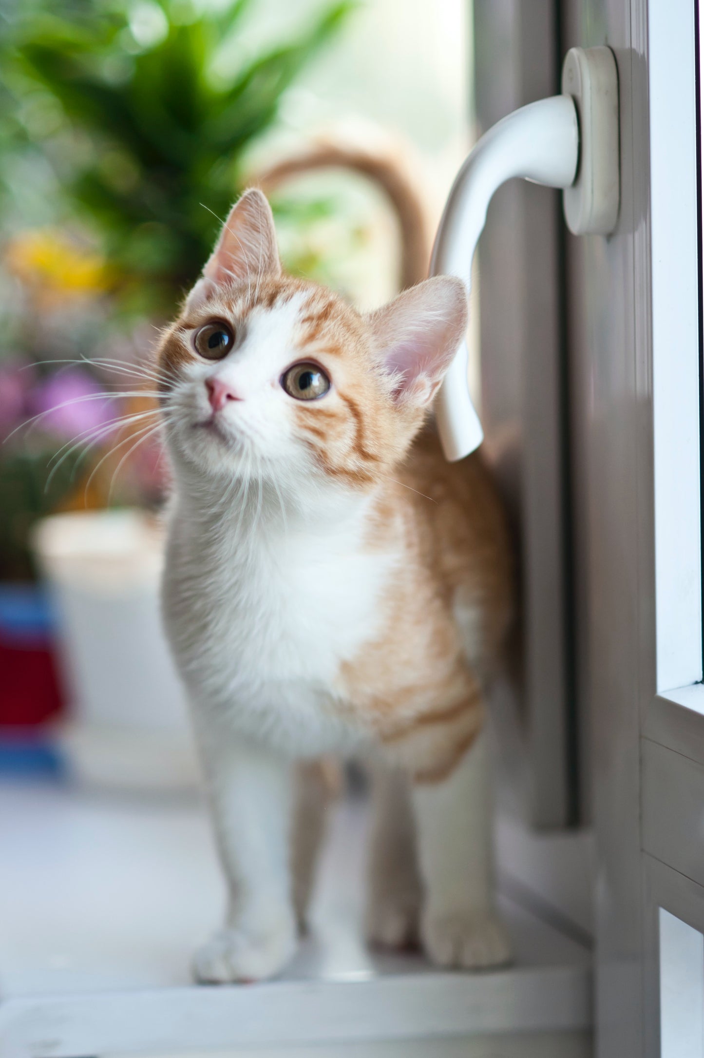 COMING SOON: The CattNett safety net for tilted windows