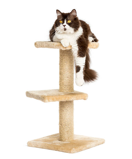 COMING SOON: Catt Nett Scratching pole