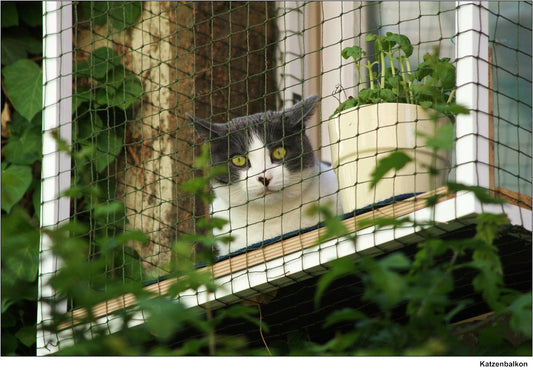 COMING SOON: Purrfectly Safe Cat Balcony Enclosure